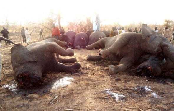 Stop στη γενοκτονία ελεφάντων!