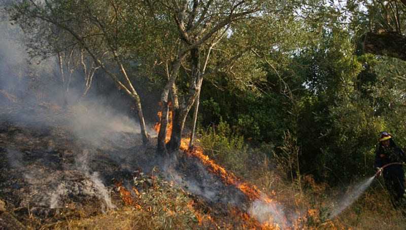 Υπό μερικό έλεγχο η μεγάλη πυρκαγιά στο Νεοχώρι Ζίτσας