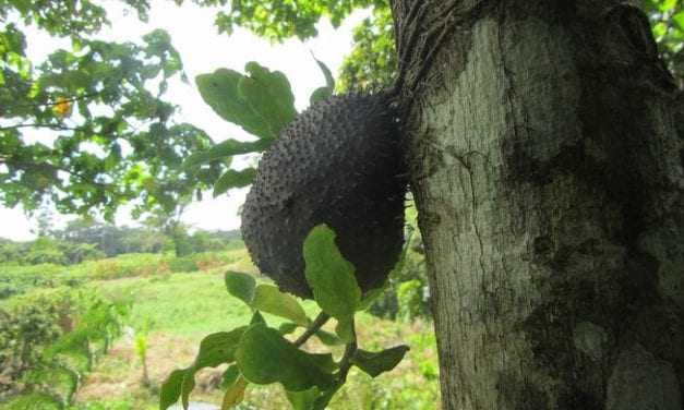 ΠΑΡΑΞΕΝΟ: Μυρμήγκια καλλιεργούν τα δικά τους φρούτα!