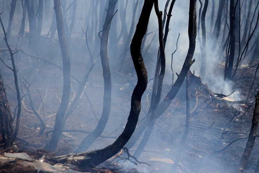 Σε 30 χρόνια θα δούνε πράσινο στην Ανατολική Αττική. Τεράστια η ζημιά