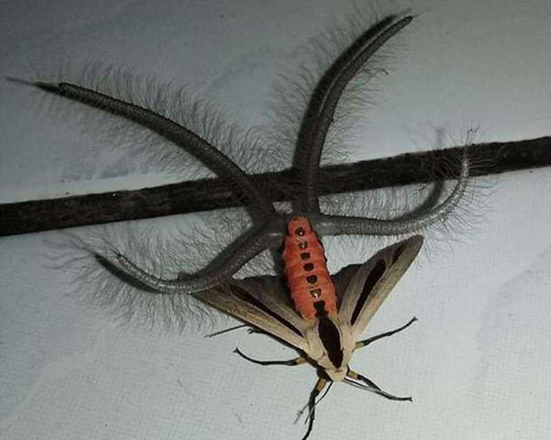 «Τρόμος» στην Αυστραλία: Αυτό το έντομο έχει σκορπίσει τον πανικό [εικόνα & βίντεο]
