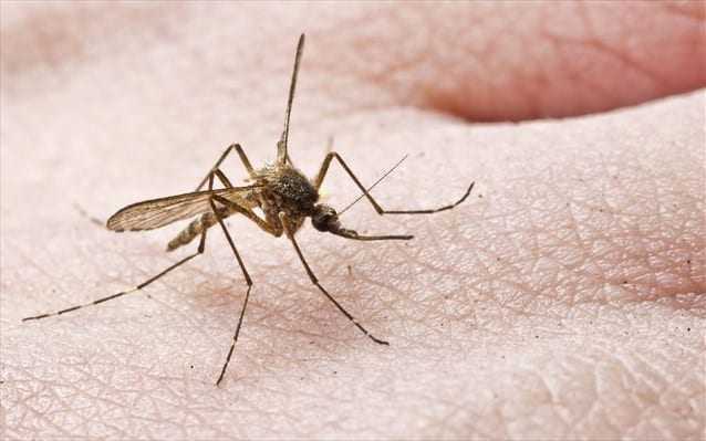 Καταπολέμηση κουνουπιών από την Περιφέρεια