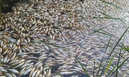 Νεκρά ψάρια στον Κομψάτο και την Ισμαρίδα. Τι λέει η Κτηνιατρική Υπηρεσία