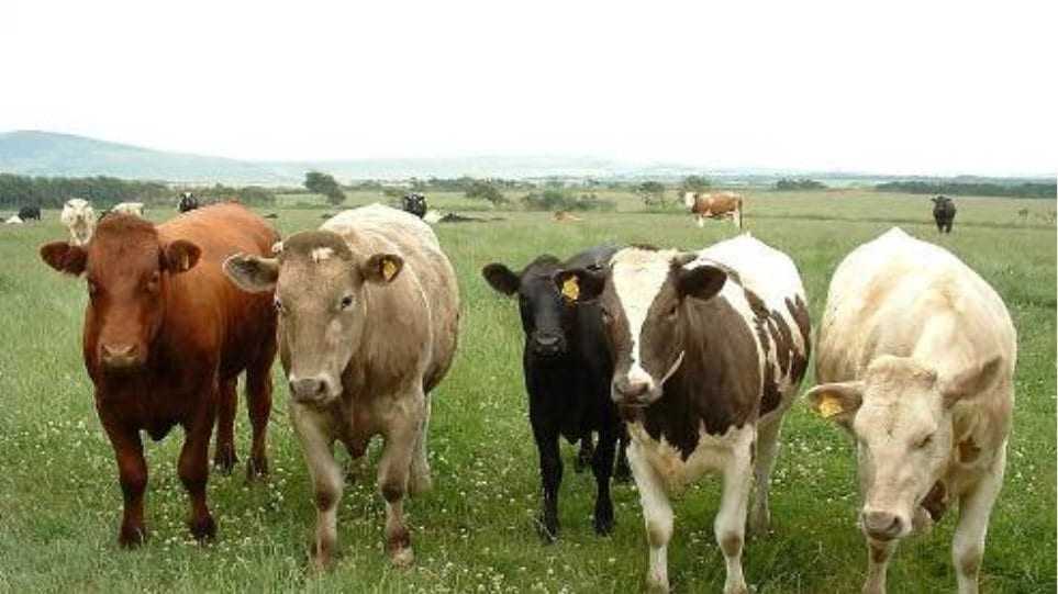 Όταν οι δικηγόροι γίνονται Υπουργοί Αγροτικής Ανάπτυξης