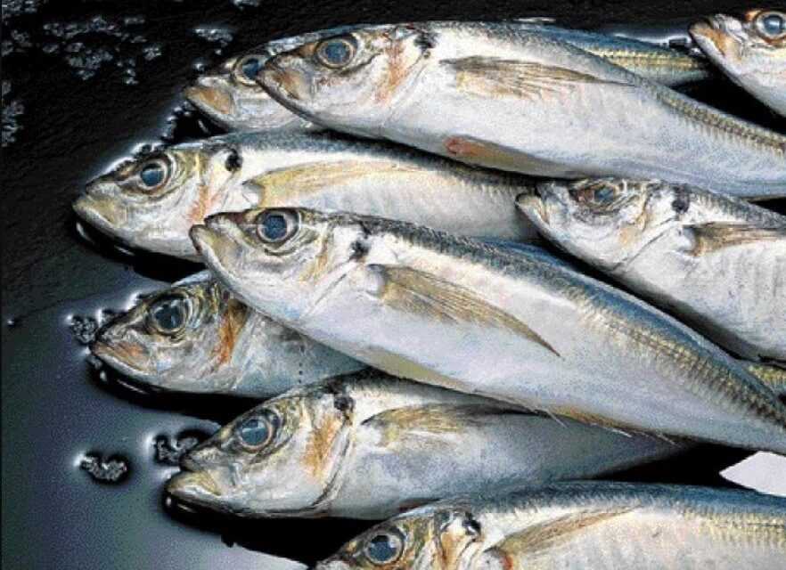 100 κιλά ψάρια δώρισε ο Αλιευτικός Συνεταιρισμός Βιστωνίδας