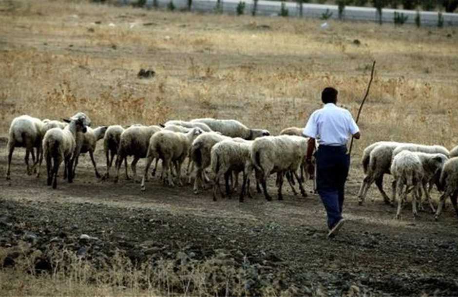 Κτηνοτρόφοι ΑΜ-Θ | Αιτούμαστε Έκτακτο Περιφερειακό Συμβούλιο