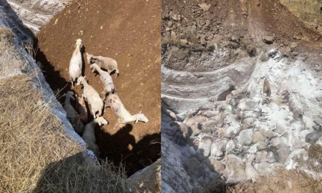 Φρίκη στο Καστράκι Τρικάλων: Έθαψαν ζωντανά 350 πρόβατα που είχαν προσβληθεί με πανώλη!